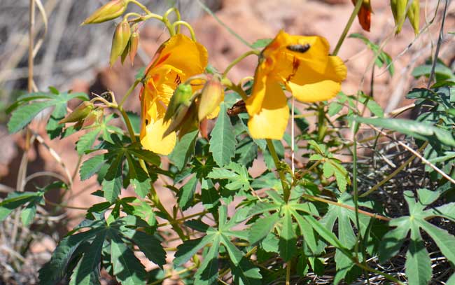 Amoreuxia palmatifida, Mexican Yellowshow, Southwest Desert Flora